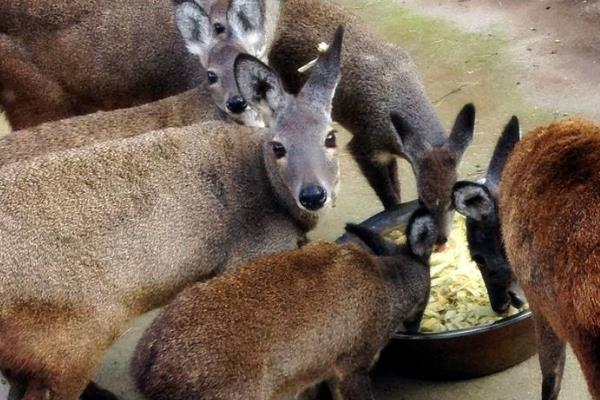 林麝养殖需要投资多少,林麝养殖需要什么手续