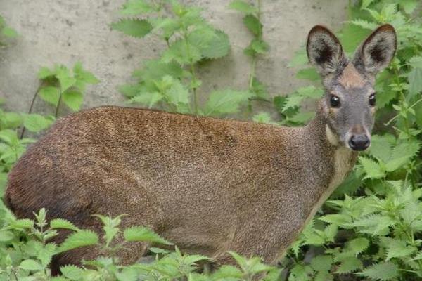 林麝养殖需要投资多少,林麝养殖需要什么手续