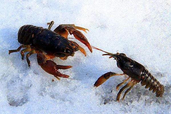 东北喇蛄养殖能成功吗?喇蛄和小龙虾什么区别