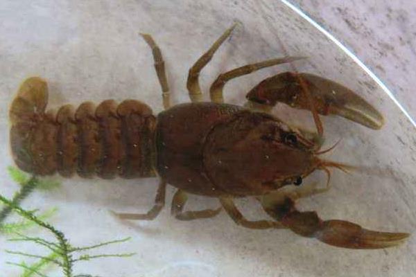 东北喇蛄养殖能成功吗?喇蛄和小龙虾什么区别