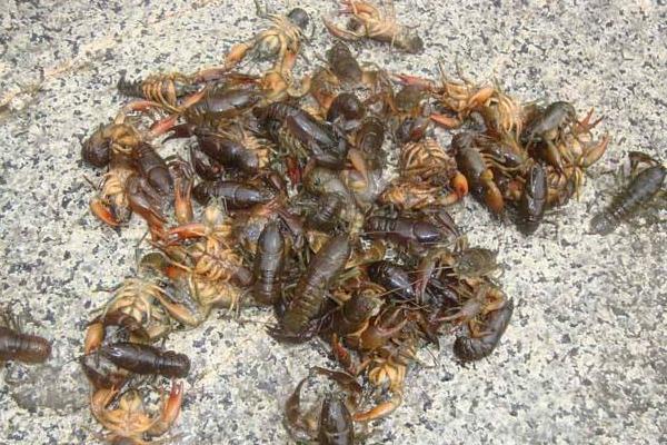 东北喇蛄养殖能成功吗?喇蛄和小龙虾什么区别