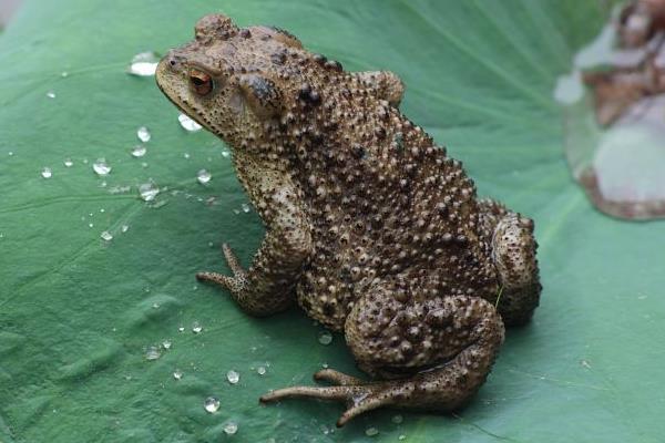 2020年养什么挣钱,2020年养殖什么最合适