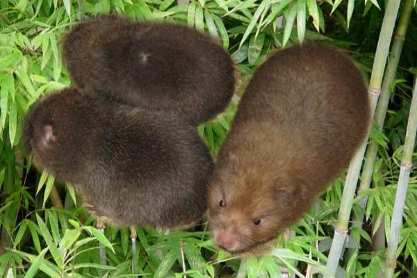 2020年养什么挣钱,2020年养殖什么最合适