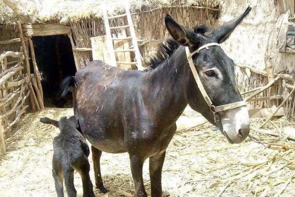 2020年养什么挣钱,2020年养殖什么最合适