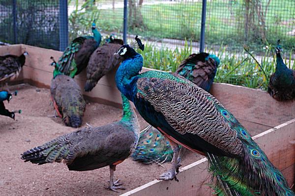 孔雀养殖最大的问题?需要什么证件?有前景吗?