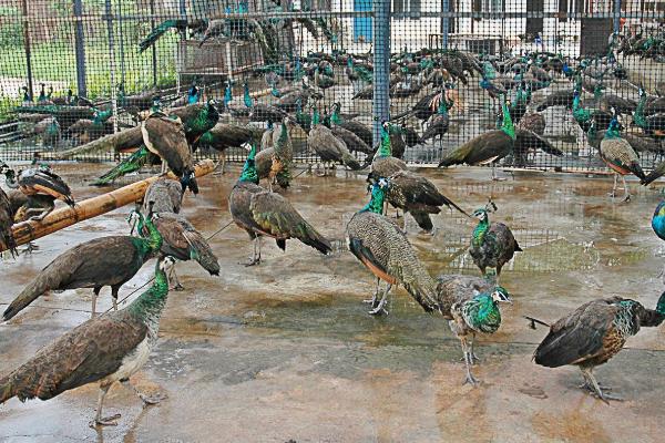 孔雀养殖最大的问题?需要什么证件?有前景吗?