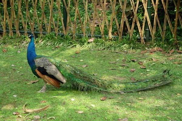 孔雀养殖最大的问题?需要什么证件?有前景吗?