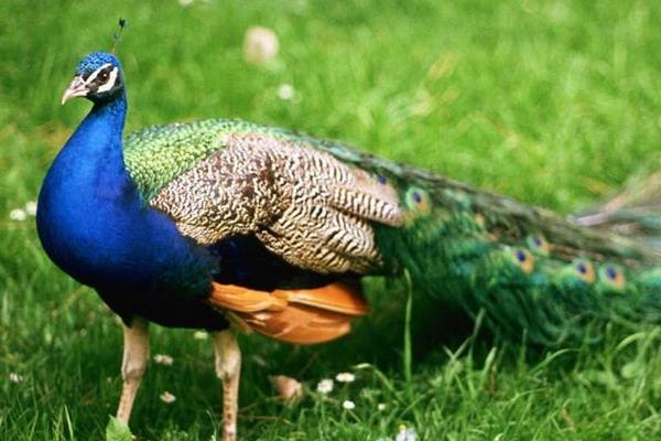 孔雀养殖最大的问题?需要什么证件?有前景吗?