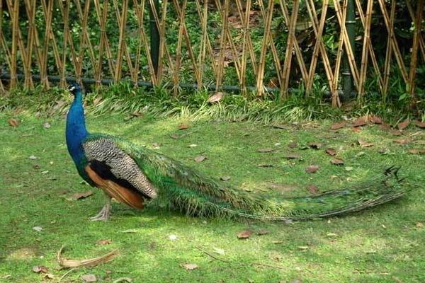 哪有孔雀苗卖多少一只,附孔雀养殖技术