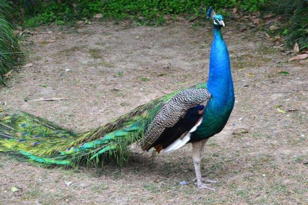 哪有孔雀苗卖多少一只,附孔雀养殖技术