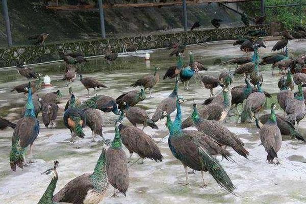 哪有孔雀苗卖多少一只,附孔雀养殖技术