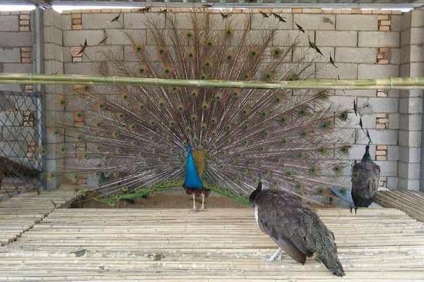 哪有孔雀苗卖多少一只,附孔雀养殖技术