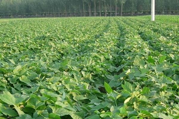 20亩红薯利润多少?成本多少?风险大吗?