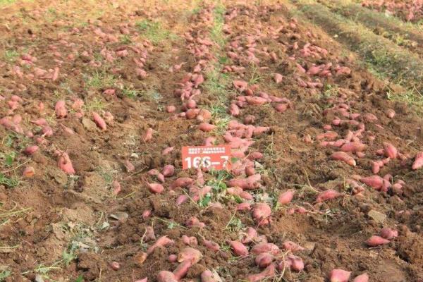 20亩红薯利润多少?成本多少?风险大吗?