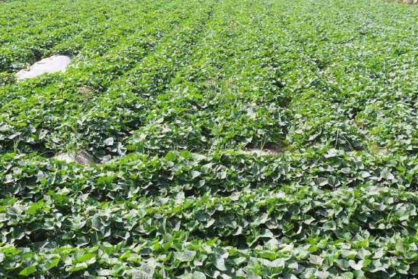 20亩红薯利润多少?成本多少?风险大吗?