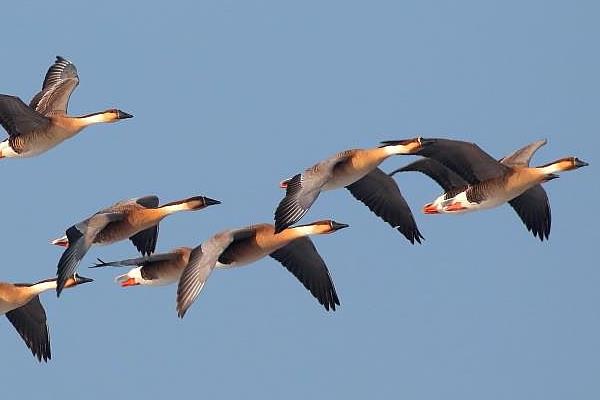 大雁市场价多少一斤?大雁养殖有销路吗?