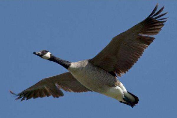 大雁市场价多少一斤?大雁养殖有销路吗?