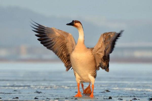 大雁市场价多少一斤?大雁养殖有销路吗?