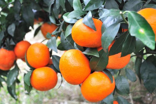 由良蜜桔可以发展吗?由良蜜桔苗哪里买?多少钱一棵?