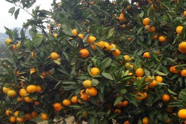 由良蜜桔可以发展吗?由良蜜桔苗哪里买?多少钱一棵?
