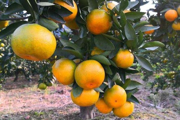 由良蜜桔可以发展吗?由良蜜桔苗哪里买?多少钱一棵?