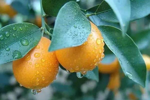 融安金桔多少一斤?为什么那么甜?和桂林金桔区别?