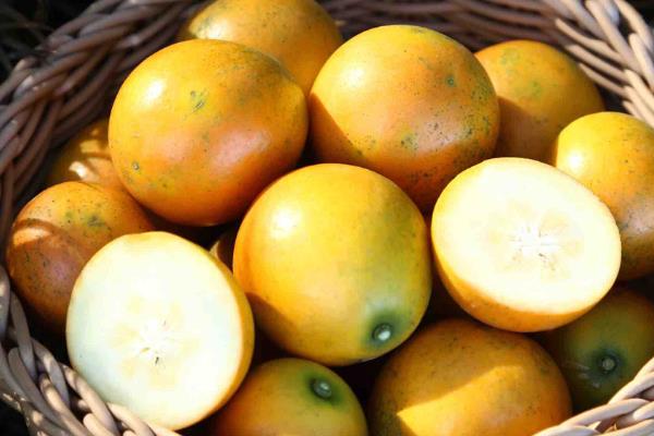 融安金桔多少一斤?为什么那么甜?和桂林金桔区别?