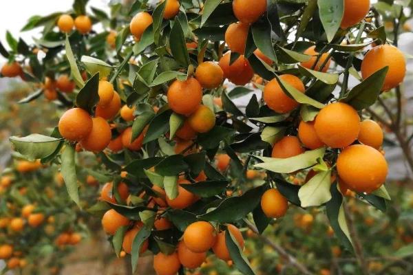 融安金桔多少一斤?为什么那么甜?和桂林金桔区别?