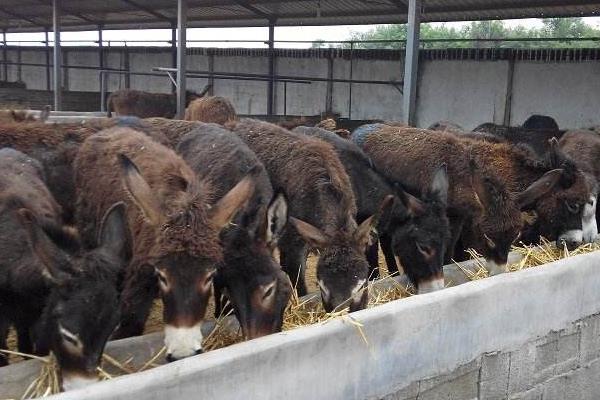 养驴挣钱为什么没人养,养5头驴的利润与成本