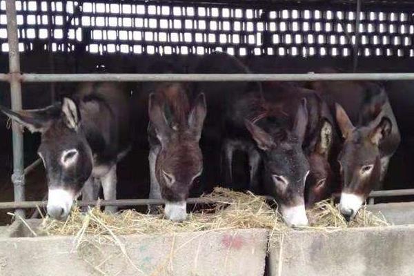 养驴挣钱为什么没人养,养5头驴的利润与成本