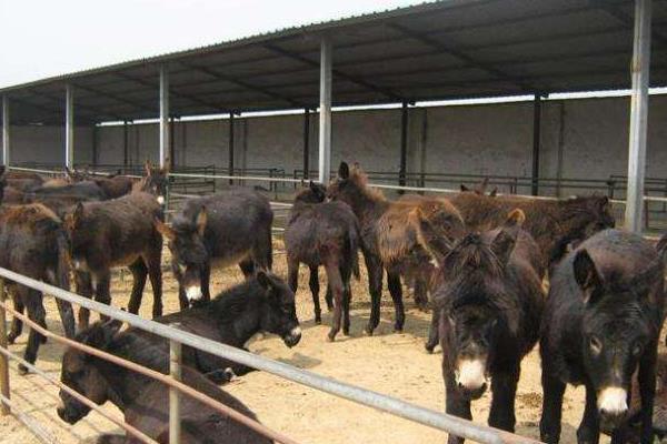 杀一头驴的利润是多少,能挣多少钱