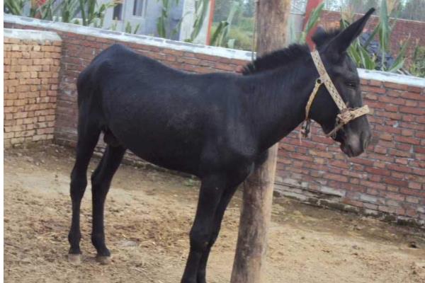 杀一头驴的利润是多少,能挣多少钱