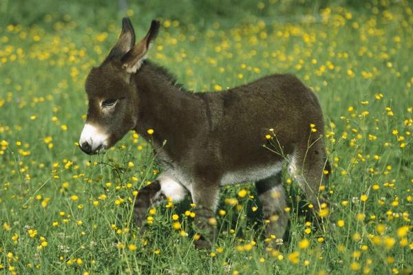 养驴挣钱为什么没人养,养5头驴的利润与成本