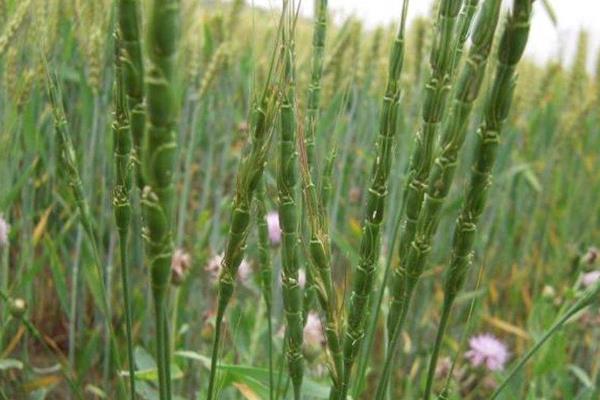 节节麦防治最佳时间(温度),用什么除草剂最好
