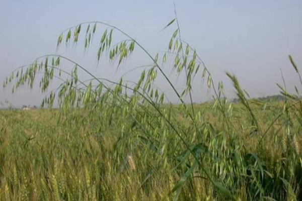 节节麦防治最佳时间(温度),用什么除草剂最好