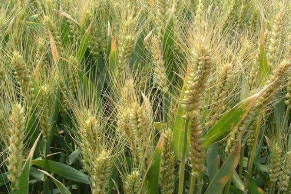 小麦最佳播种期是什么时候?温度多少?播多少量?