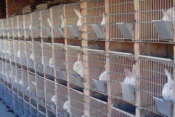 养兔的利润与成本,10只母兔一年能挣多少