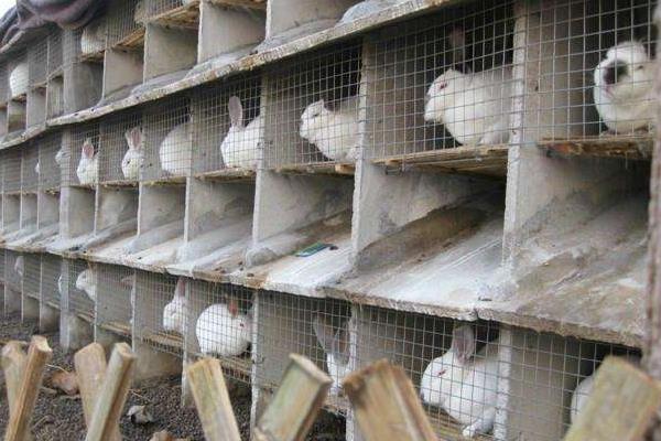 养兔的利润与成本,10只母兔一年能挣多少