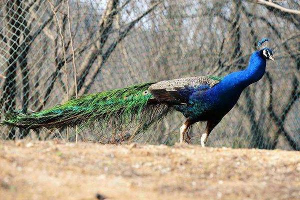 孔雀肉市场价一斤多少,哪里有卖