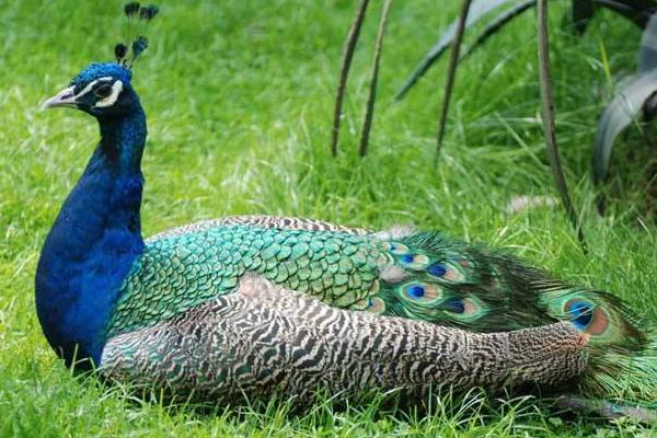 孔雀肉市场价一斤多少,哪里有卖