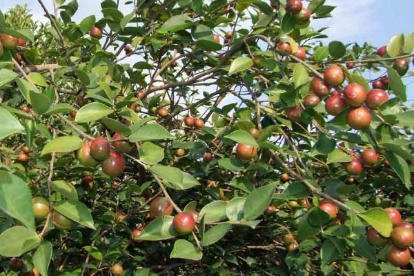 种油茶10亩地年收入,种油茶树赚钱吗,有补贴吗?