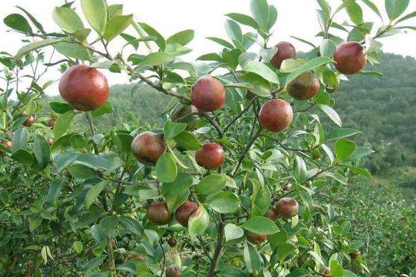 种油茶10亩地年收入,种油茶树赚钱吗,有补贴吗?