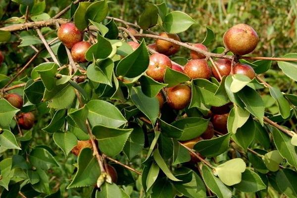 种油茶10亩地年收入,种油茶树赚钱吗,有补贴吗?