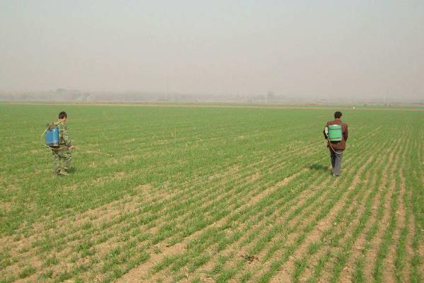 冬季麦田除草的最佳时间,小麦除野麦子最佳时间