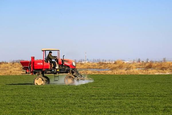 冬季麦田除草的最佳时间,小麦除野麦子最佳时间