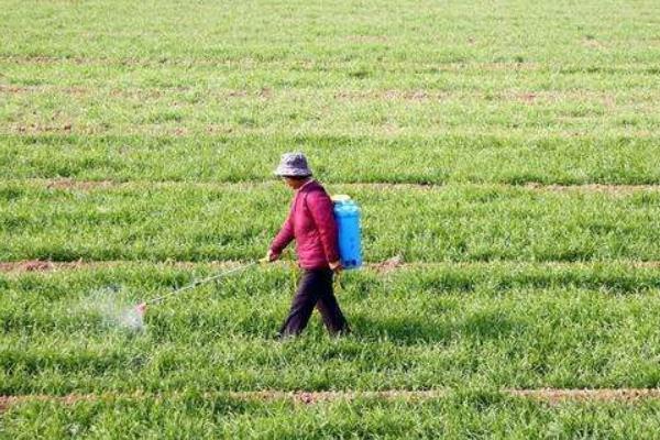 冬季麦田除草的最佳时间,小麦除野麦子最佳时间