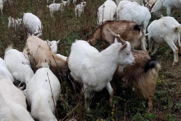 养羊100只投资多少(一年),赚多少钱?