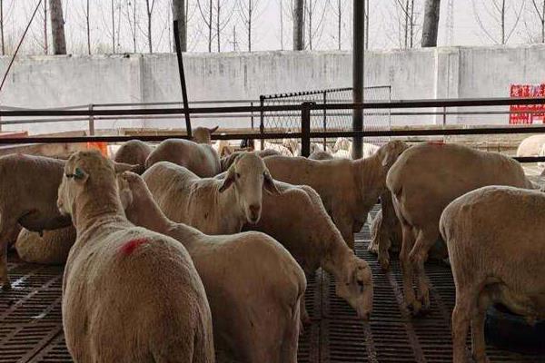 养羊100只投资多少(一年),赚多少钱?