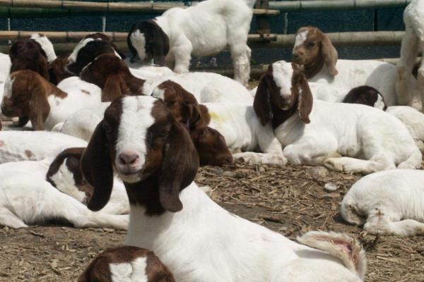 养多少羊一年能挣十万,养多少羊需要办理手续