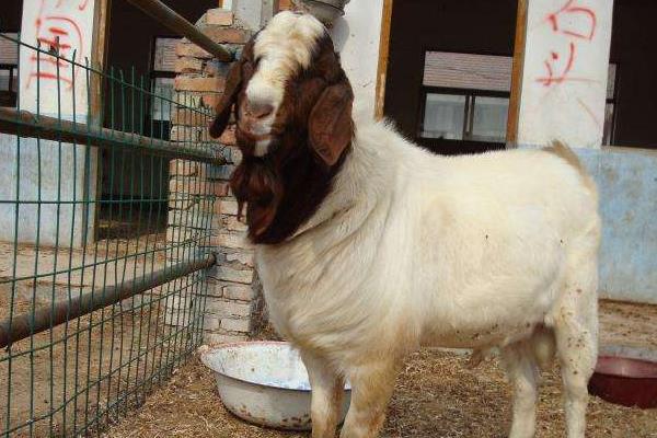 养多少羊一年能挣十万,养多少羊需要办理手续